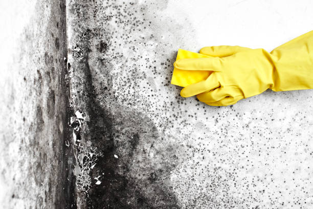 Best Kitchen Mold Remediation in Sansom Park, TX
