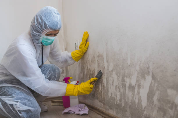 Best Crawl Space Mold Remediation in Sansom Park, TX