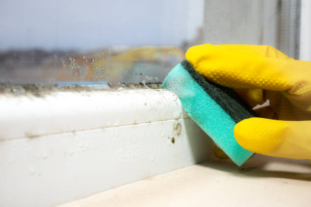 Best Preventive Mold Services in Sansom Park, TX