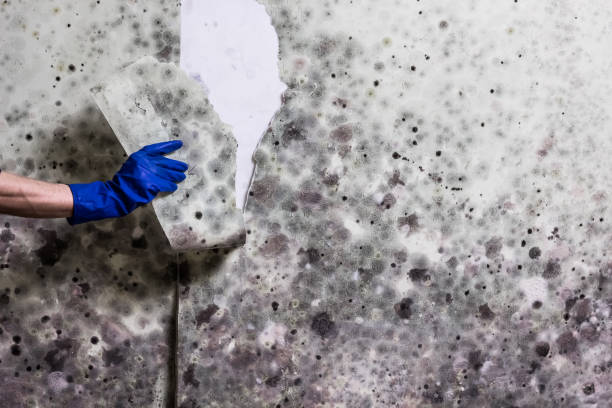 Best Health and Safety Mold Remediation in Sansom Park, TX