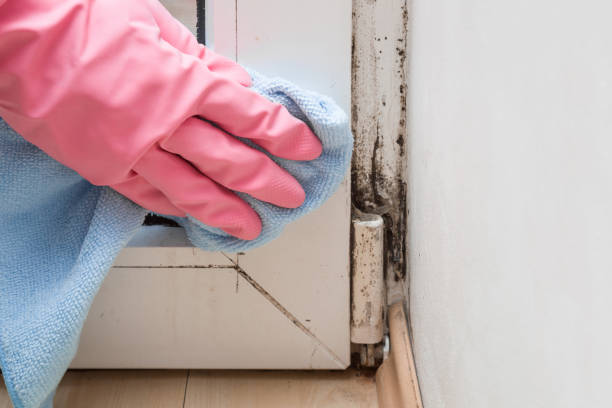 Professional Mold Remediation in Sansom Park, TX